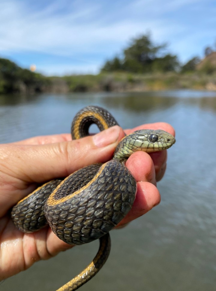 Santa Cruz Garter Snake